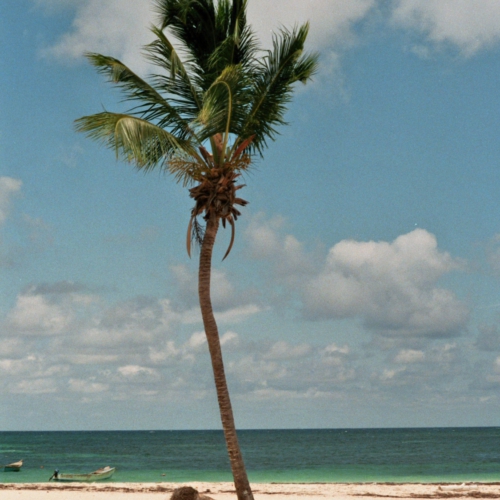 Palmboom - gemaakt met een 35mm kleinbeeldcamera Palmboom - gemaakt met een 35mm kleinbeeldcamera