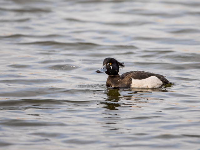 thijs-schouten-canon-eos-r3-10 thijs-schouten-canon-eos-r3-10