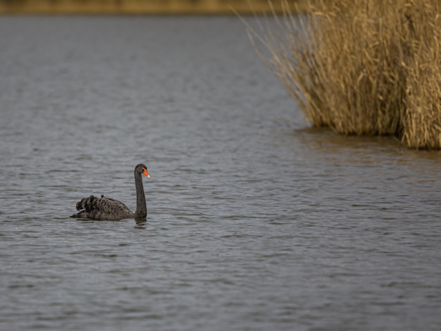 thijs-schouten-canon-eos-r3-18 thijs-schouten-canon-eos-r3-18