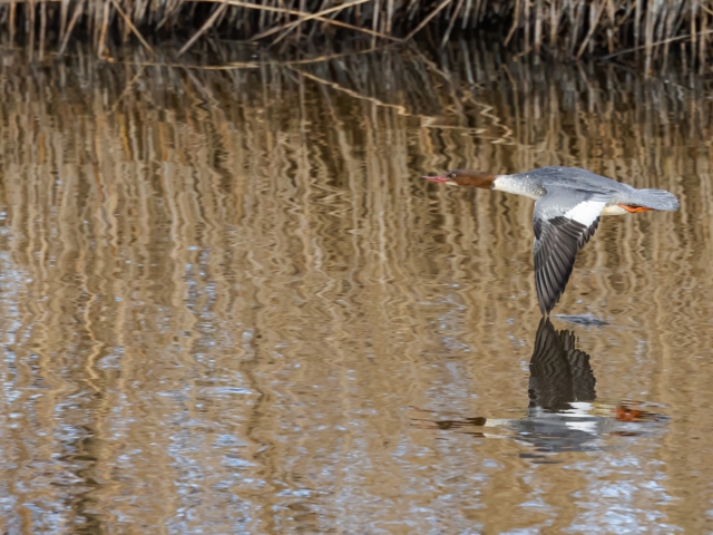 thijs-schouten-canon-eos-r3-2 thijs-schouten-canon-eos-r3-2