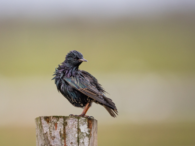 thijs-schouten-canon-eos-r3-21 thijs-schouten-canon-eos-r3-21