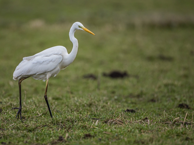 thijs-schouten-canon-eos-r3-22 thijs-schouten-canon-eos-r3-22