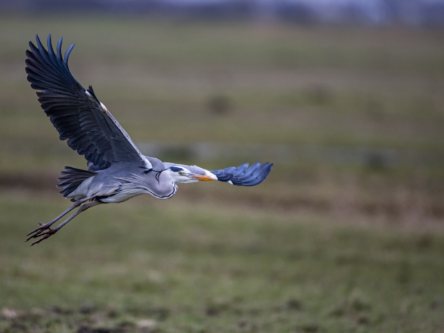 thijs-schouten-canon-eos-r3-24 thijs-schouten-canon-eos-r3-24