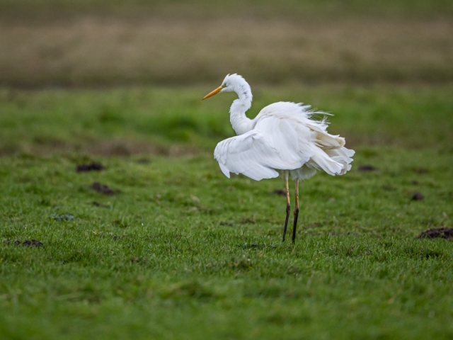 thijs-schouten-canon-eos-r3-25 thijs-schouten-canon-eos-r3-25