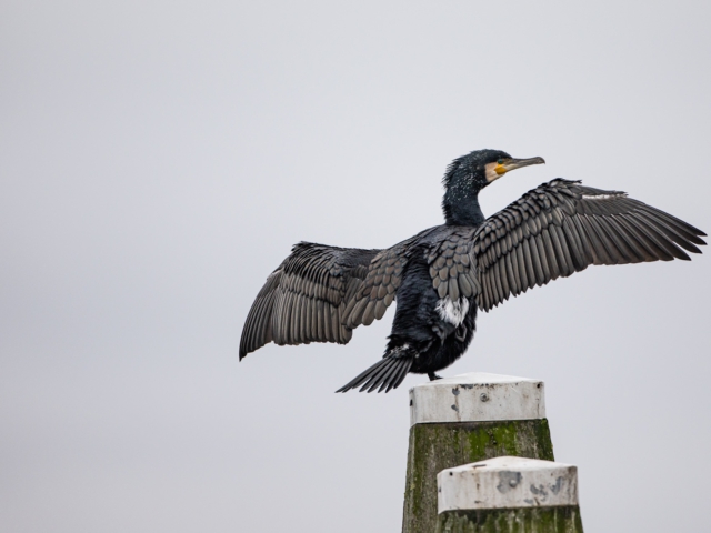 thijs-schouten-canon-eos-r3-33 thijs-schouten-canon-eos-r3-33