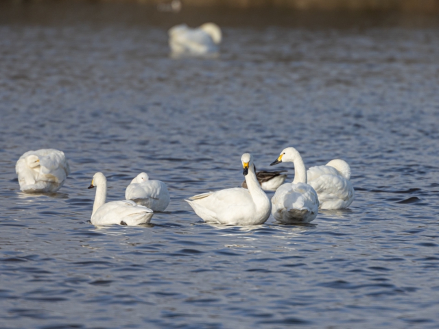 thijs-schouten-canon-eos-r3-4 thijs-schouten-canon-eos-r3-4