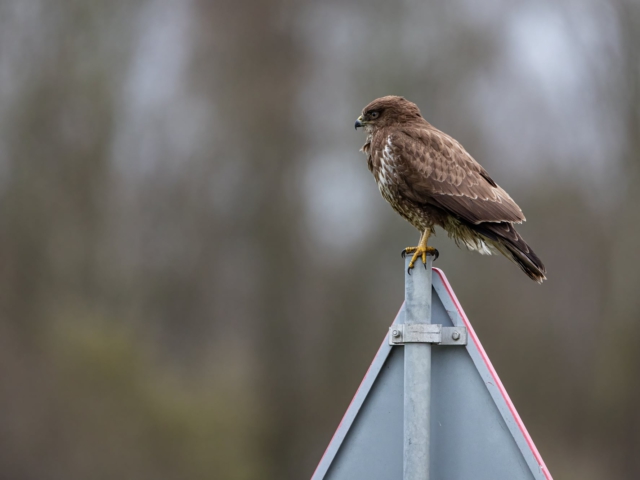 thijs-schouten-canon-eos-r3-48 thijs-schouten-canon-eos-r3-48