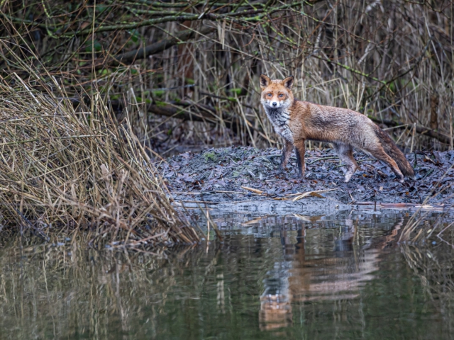 thijs-schouten-canon-eos-r3-51 thijs-schouten-canon-eos-r3-51