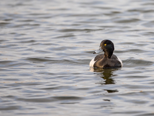 thijs-schouten-canon-eos-r3-9 thijs-schouten-canon-eos-r3-9