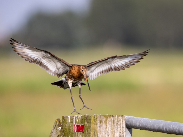 thijs-schouten-eos-r5-3 thijs-schouten-eos-r5-3