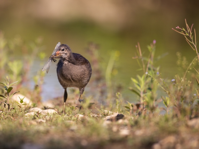 thijs-schouten-eos-r5-6 thijs-schouten-eos-r5-6