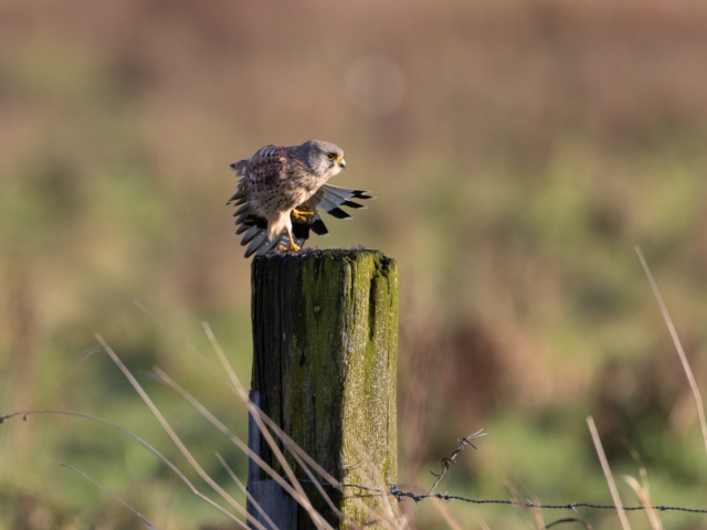 thijs-schouten-eos-r5-8 thijs-schouten-eos-r5-8