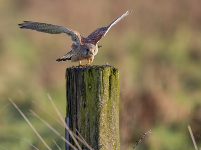 thijs-schouten-eos-r5-9 thijs-schouten-eos-r5-9