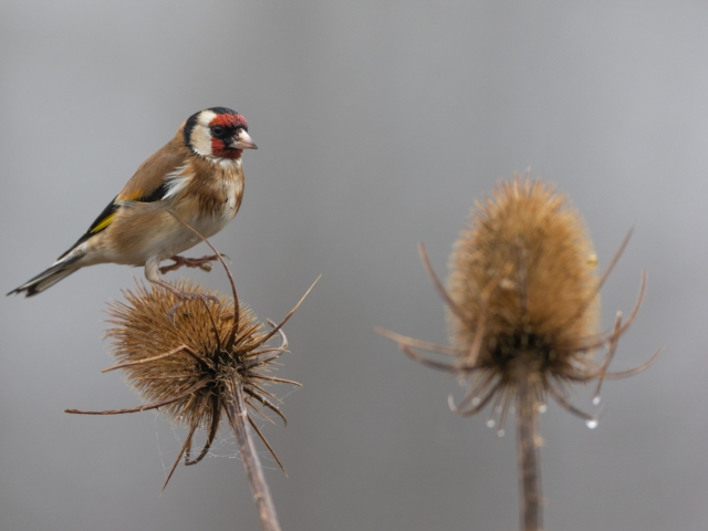 thijs-schouten-fotografie-11