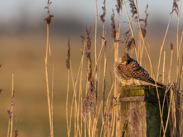 thijs-schouten-fotografie-20