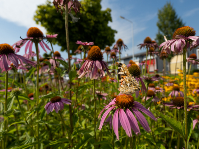 thijs-schouten-sony-a6400-2 thijs-schouten-sony-a6400-2