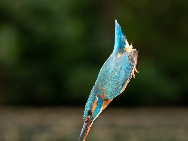 tsf-ijsvogels-fotograferen-10 tsf-ijsvogels-fotograferen-10