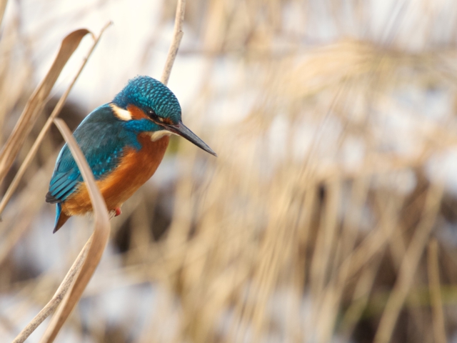 Blue kingfisher Blue kingfisher