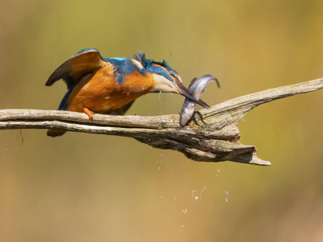 tsf-ijsvogels-fotograferen-4 tsf-ijsvogels-fotograferen-4
