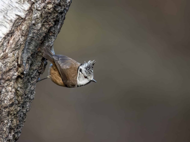 tsf-review-canon-rf-200-800mm-12