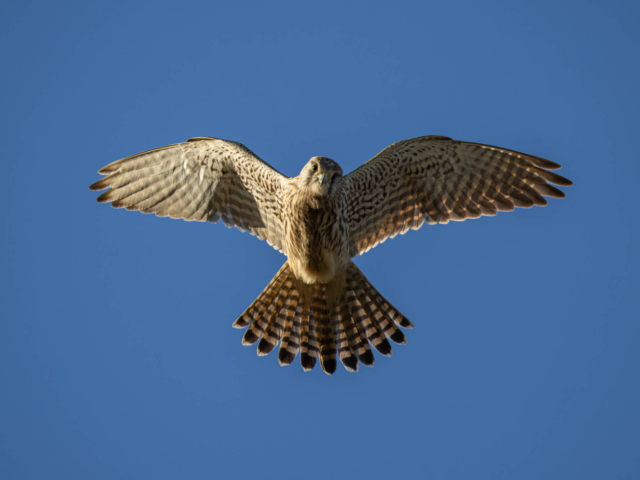 tsf-review-canon-rf-200-800mm-20