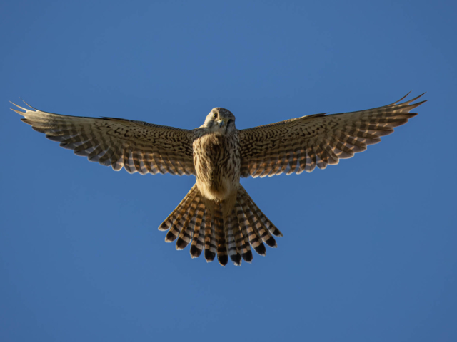 tsf-review-canon-rf-200-800mm-21