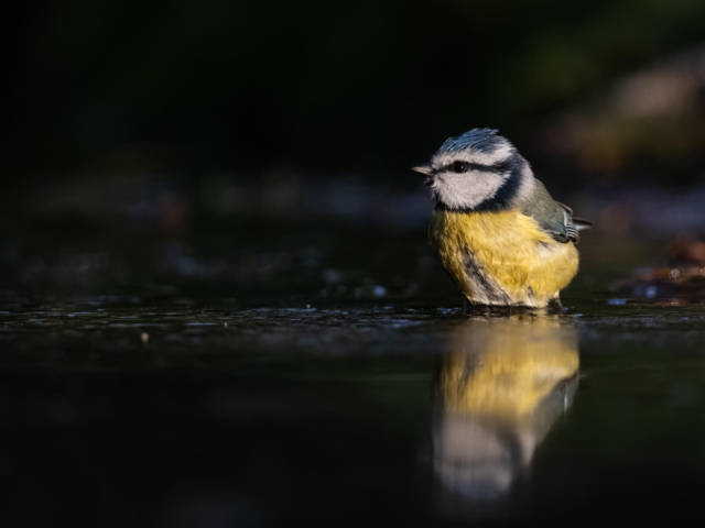 tsf-review-canon-rf-200-800mm-8