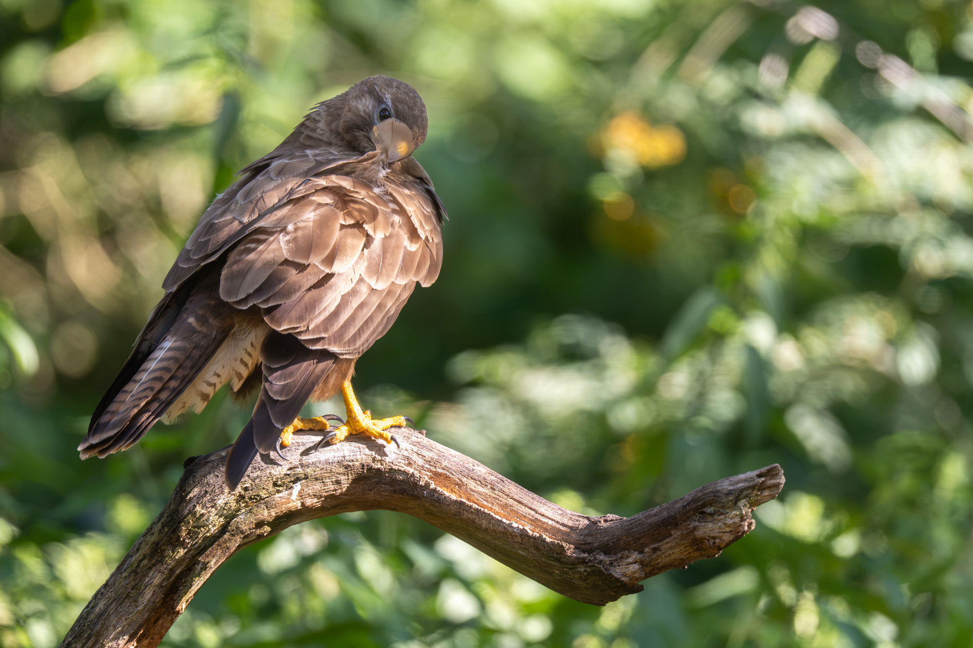buizerd fe 100-400mm