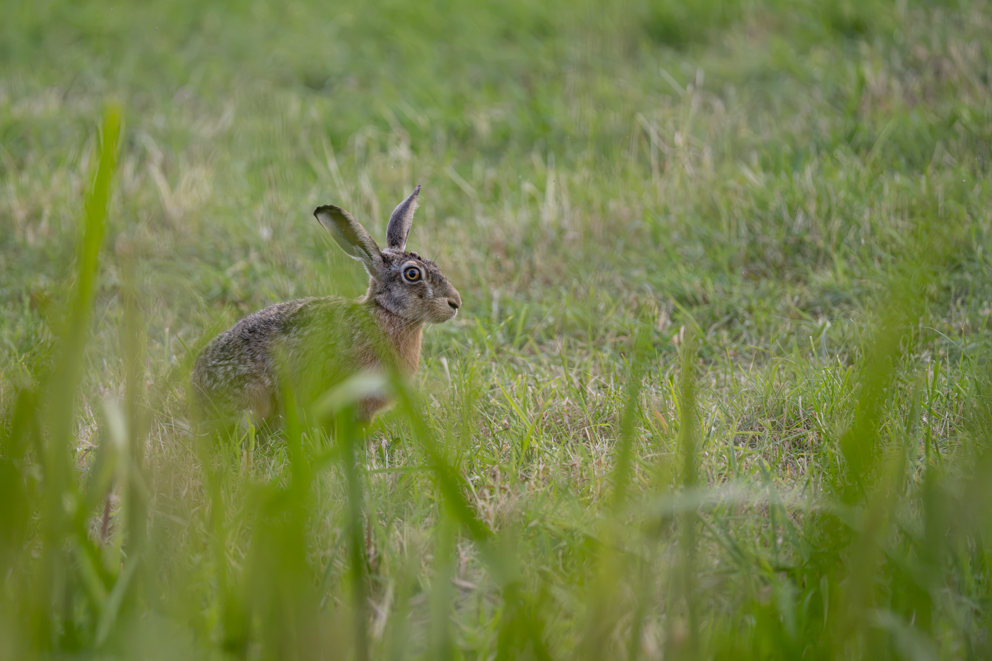voorbeeldfoto sony fe 100-400mm 56 haas