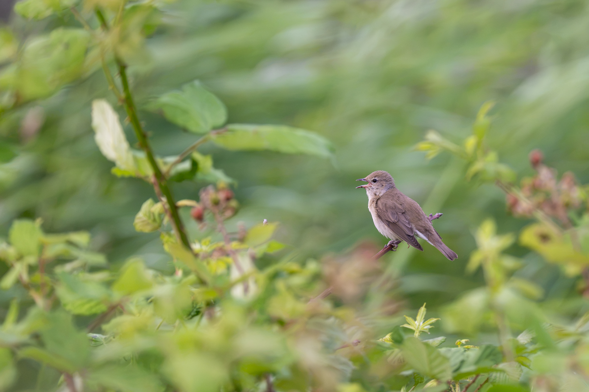 voorbeeldfoto sony fe 100-400mm f4.5 vogel
