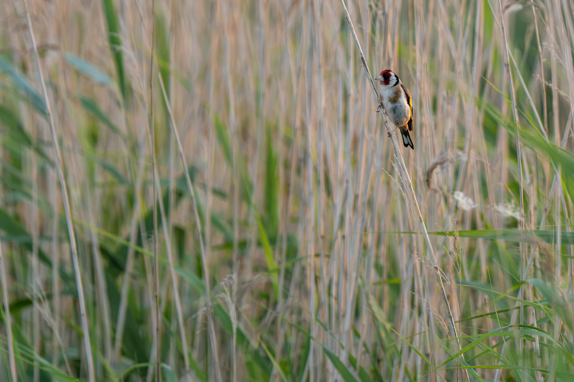voorbeeldfoto sony fe 100-400mm 56