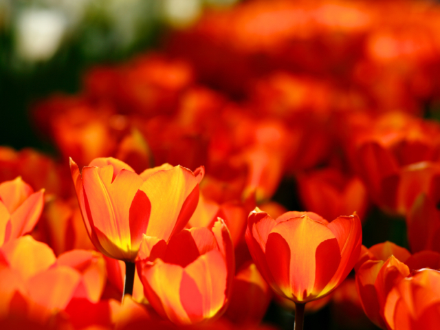 Keukenhof