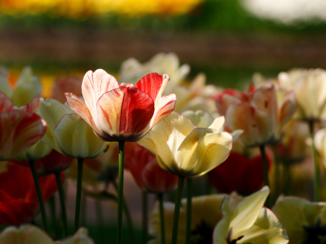 Tulp in de zon