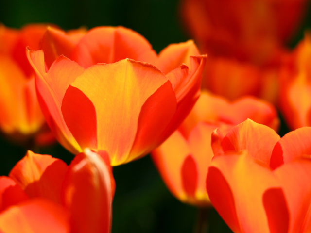 Oranje tulp