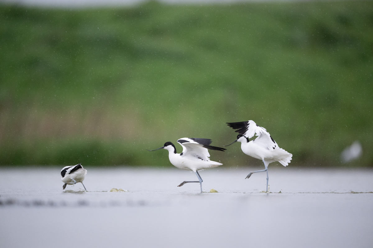 Kluten in de regen gefotografeerd met de Nikon Z 600mm f/4 TC op 600mm