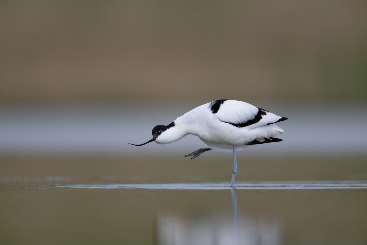 Kluut in het water gefotografeerd met de Nikon Z 600mm f/4 TC op 840mm