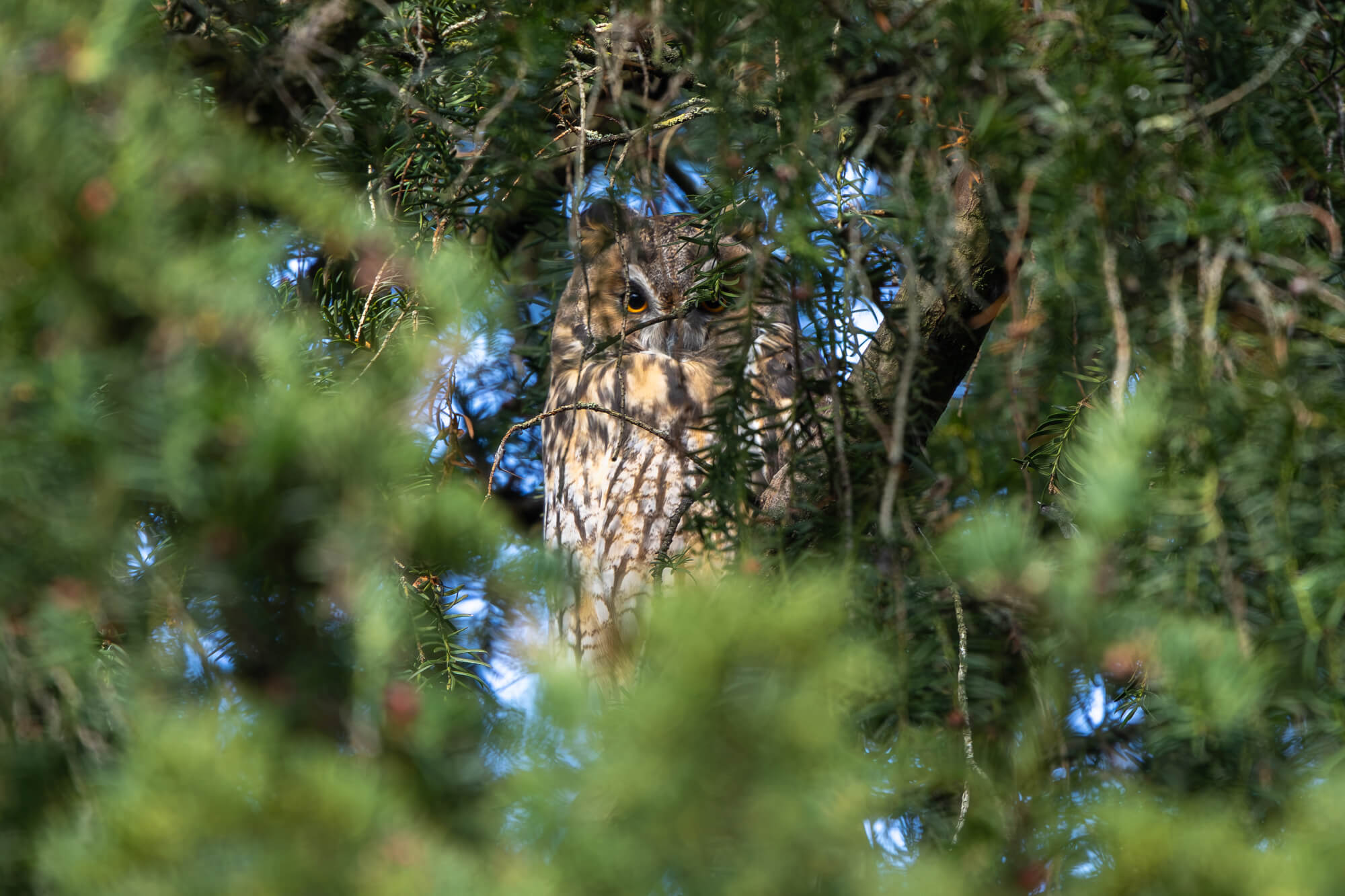 ransuil verstopt in een taxus, gefotografeerd met de R8 Mark II