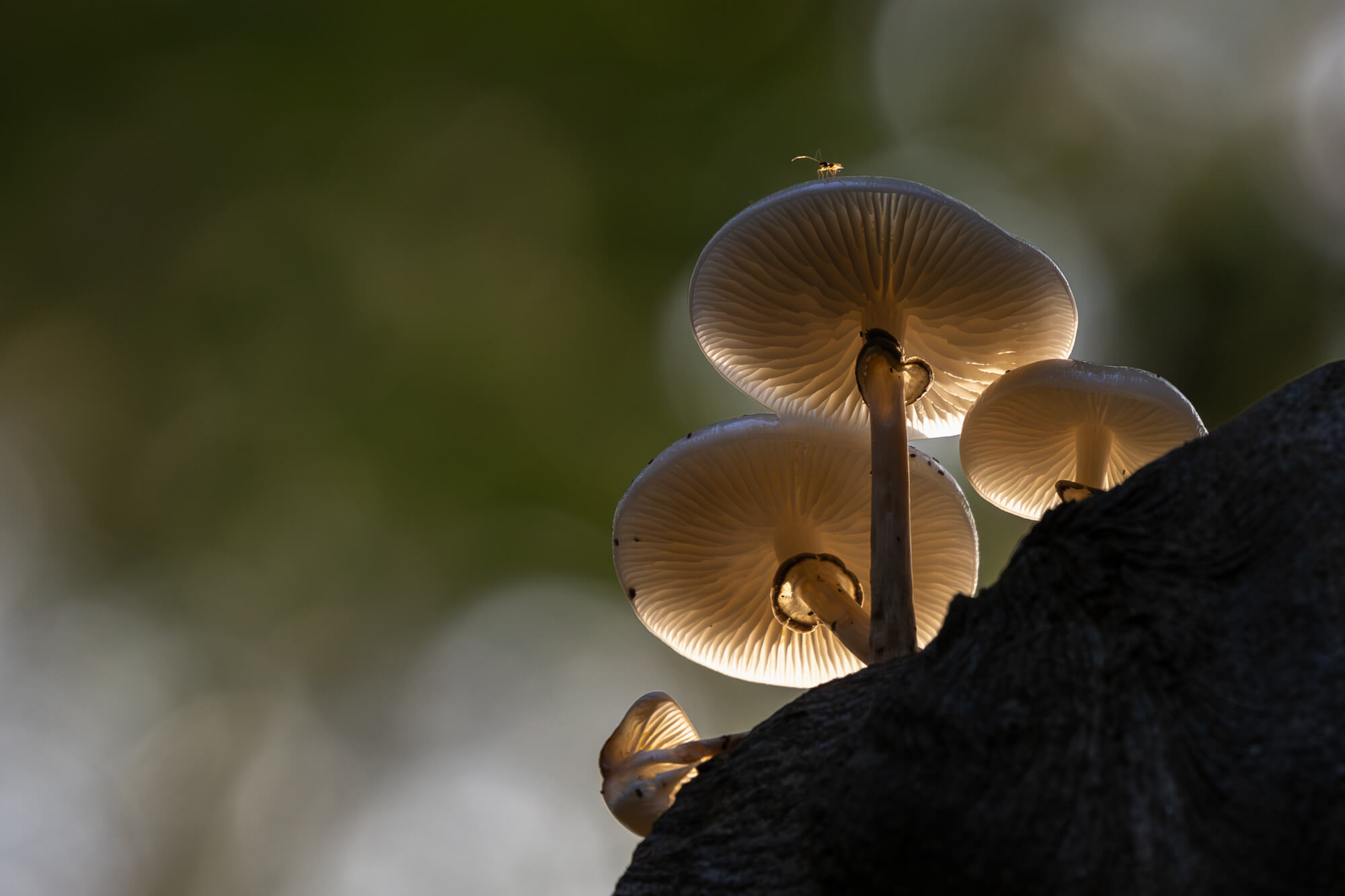 porseleinzwam in tegenlicht gefotografeerd met de Canon EOS R8 Mark II