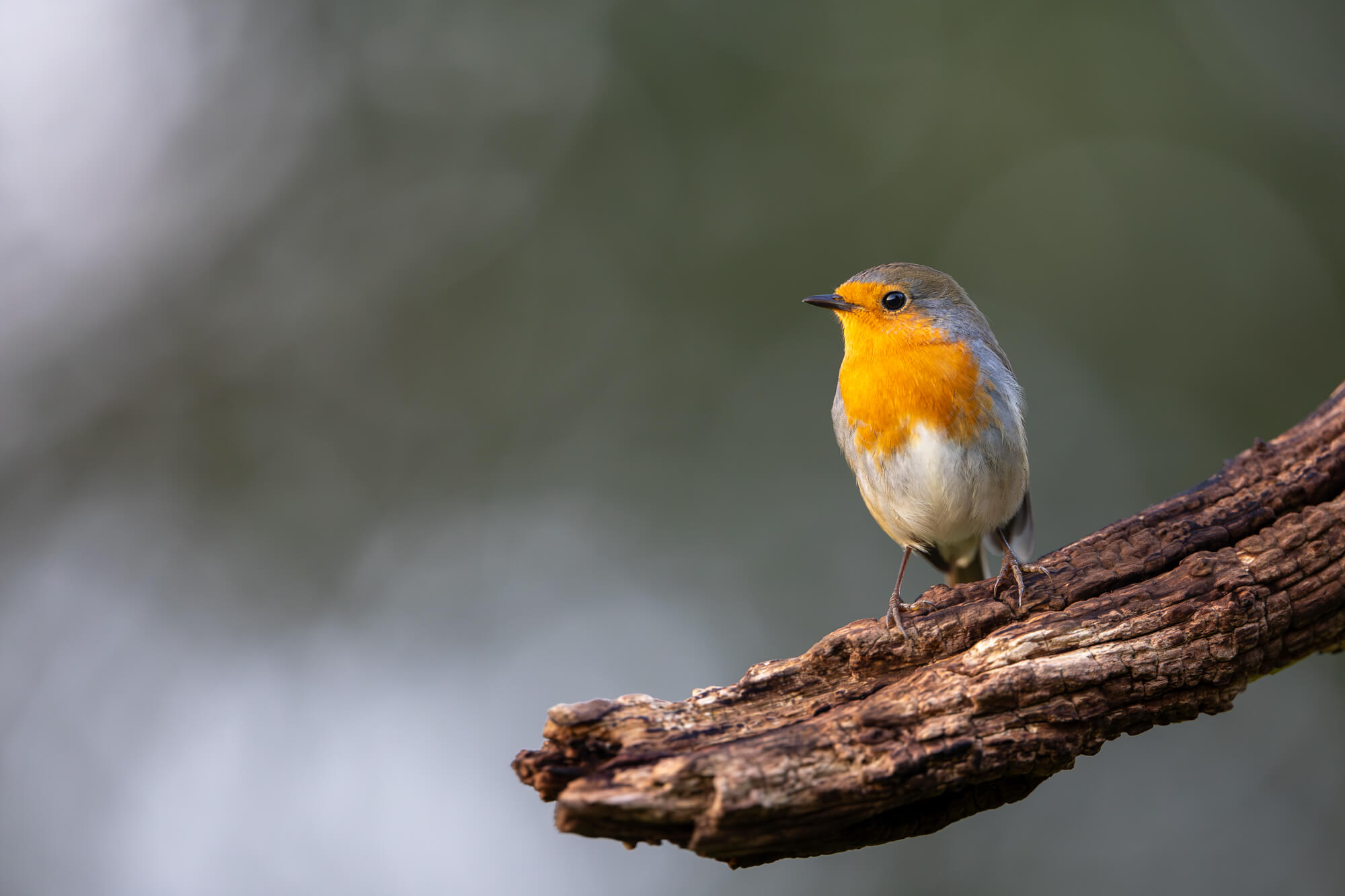 roodborst gefotografeerd met de Canon EOS R8 Mark II