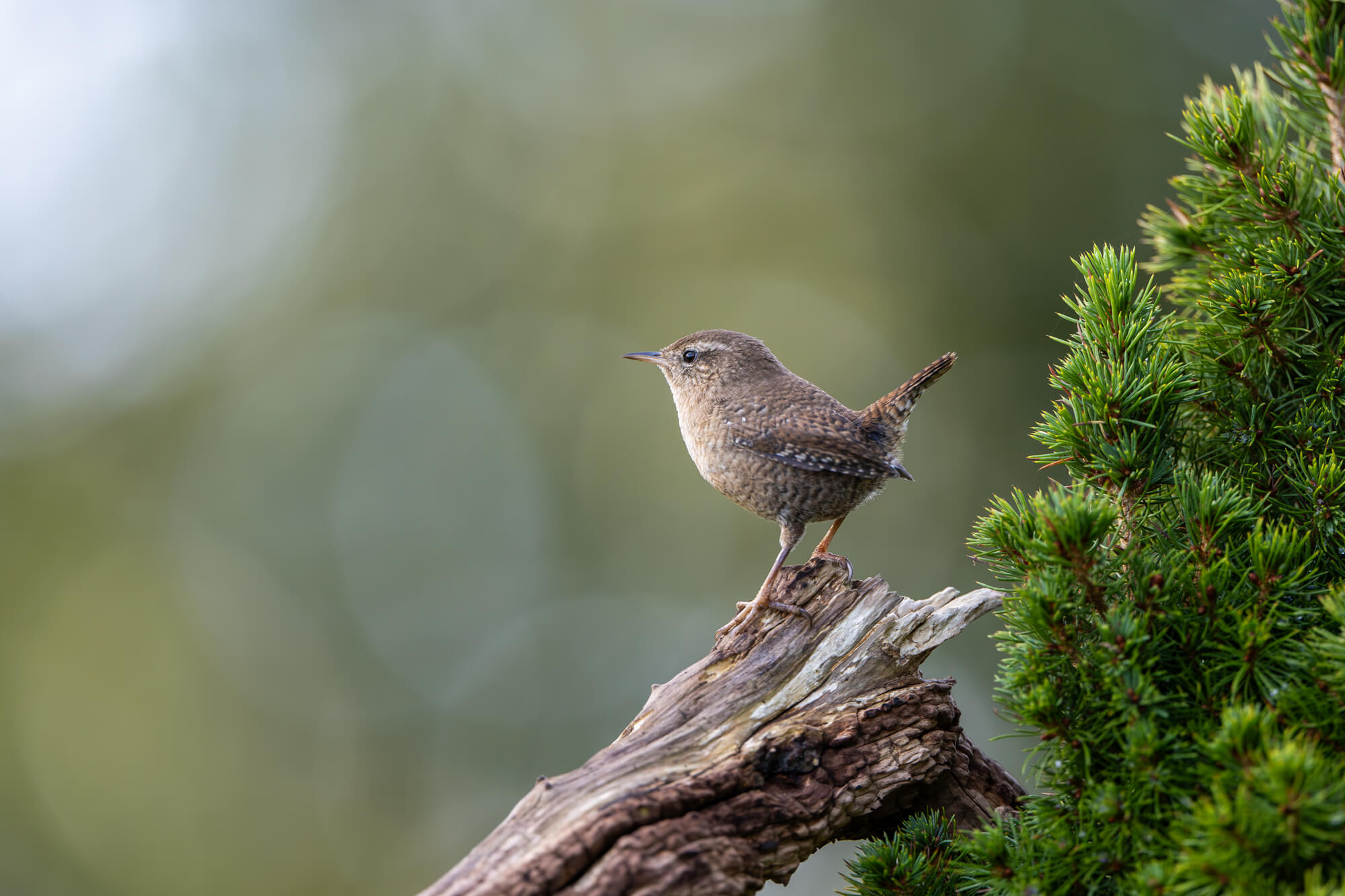 winterkoning gefotografeerd met de Canon EOS R8 Mark II