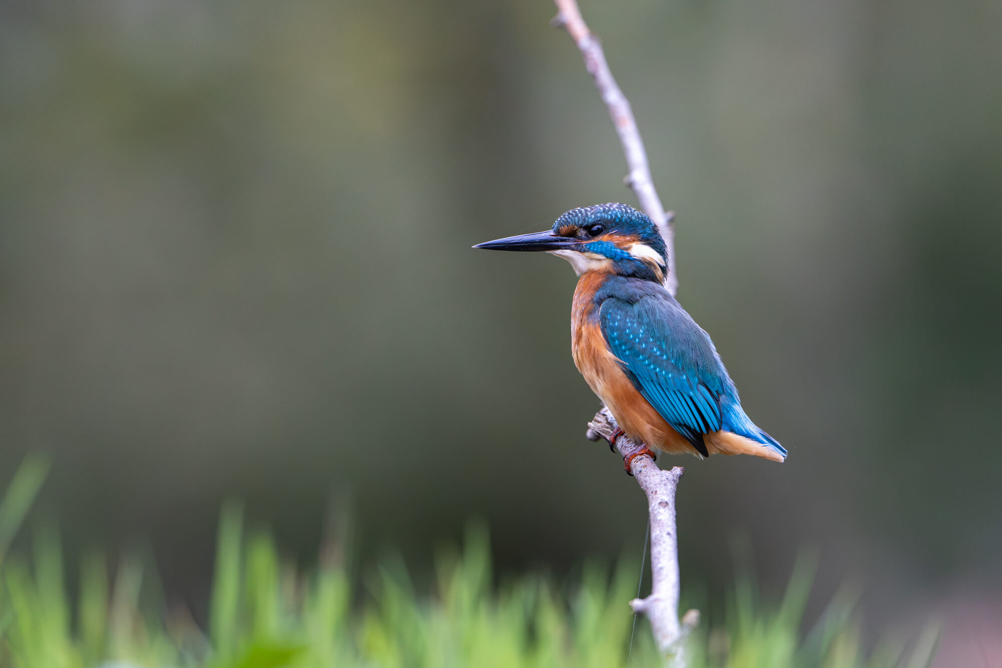 ijsvogel op ISO 8000 met ruisonderdrukking