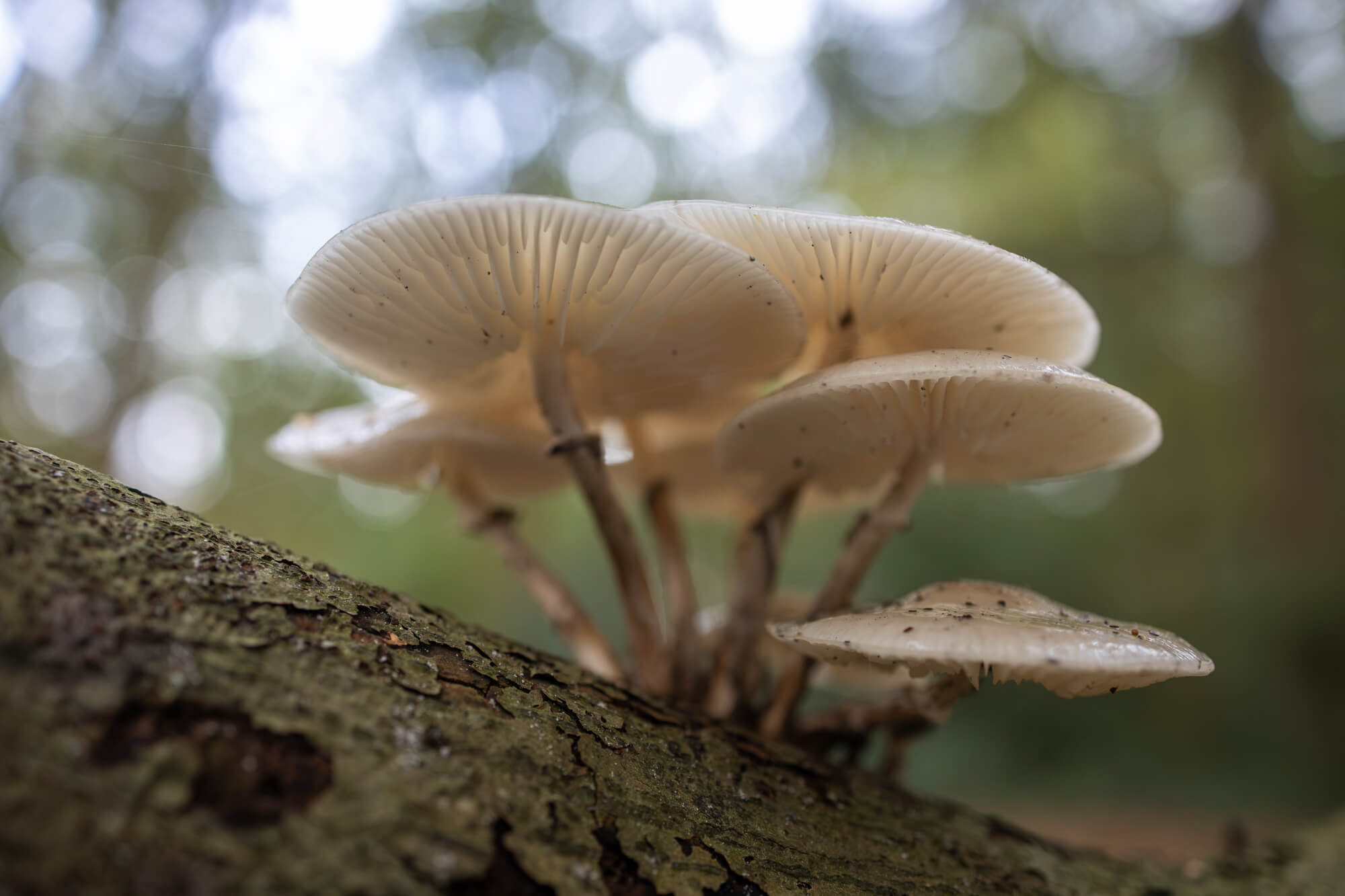 porseleinzwammen gefotografeerd met de Canon EOS R8 Mark II