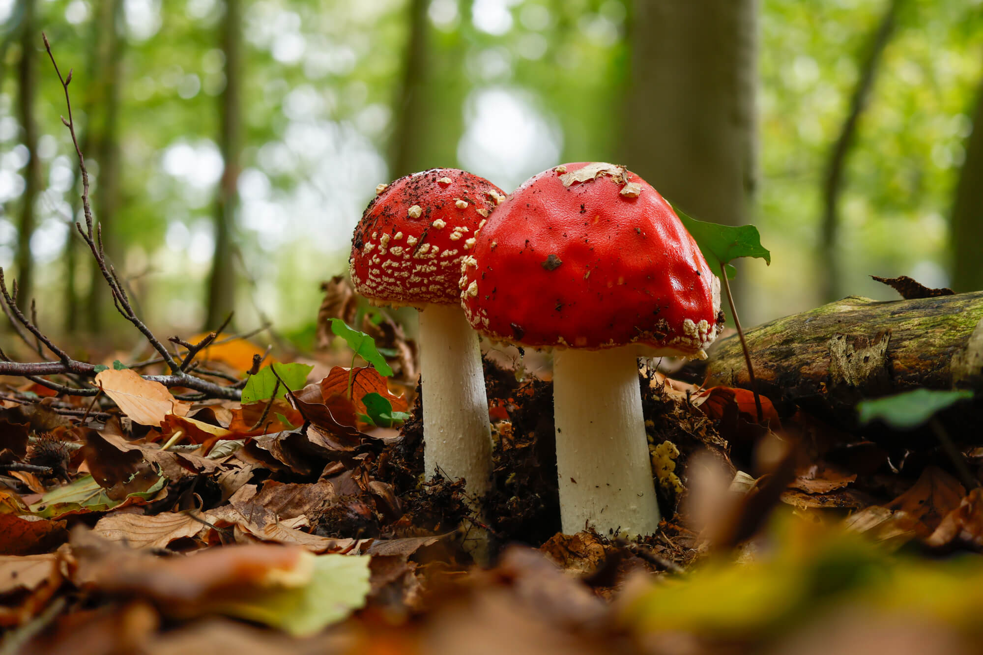 vliegenzwammen gefotografeerd met focusstacking op de Canon EOS R8 Mark II
