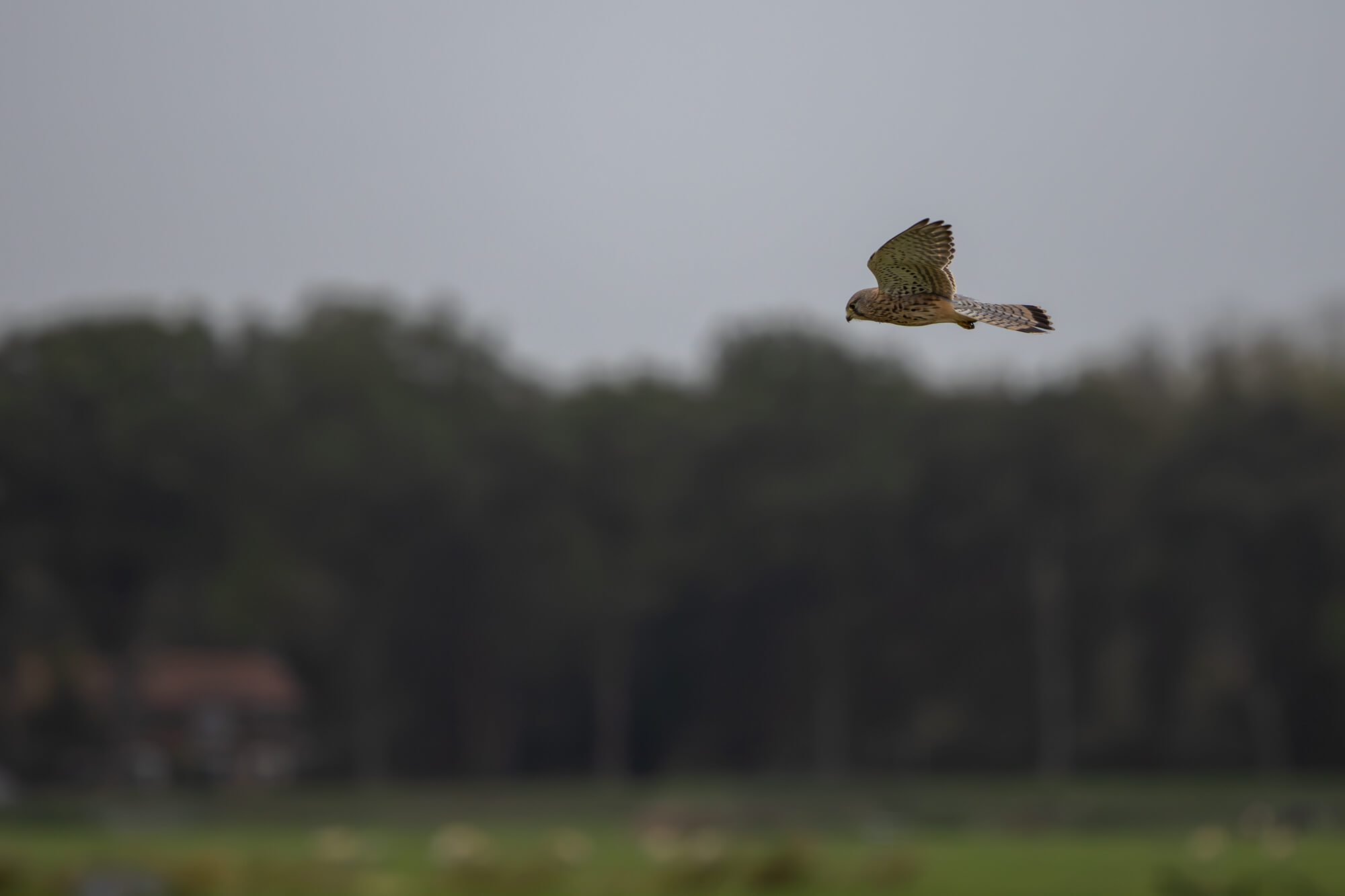 vliegende torenvalk gefotografeerd met de Canon EOS R8 Mark II