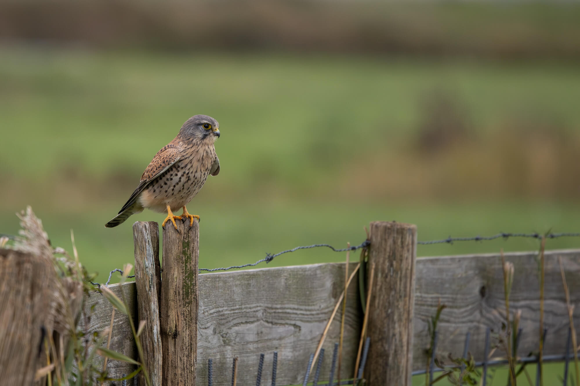 torenvalk op een paal gefotografeerd met de Canon EOS R8 Mark II