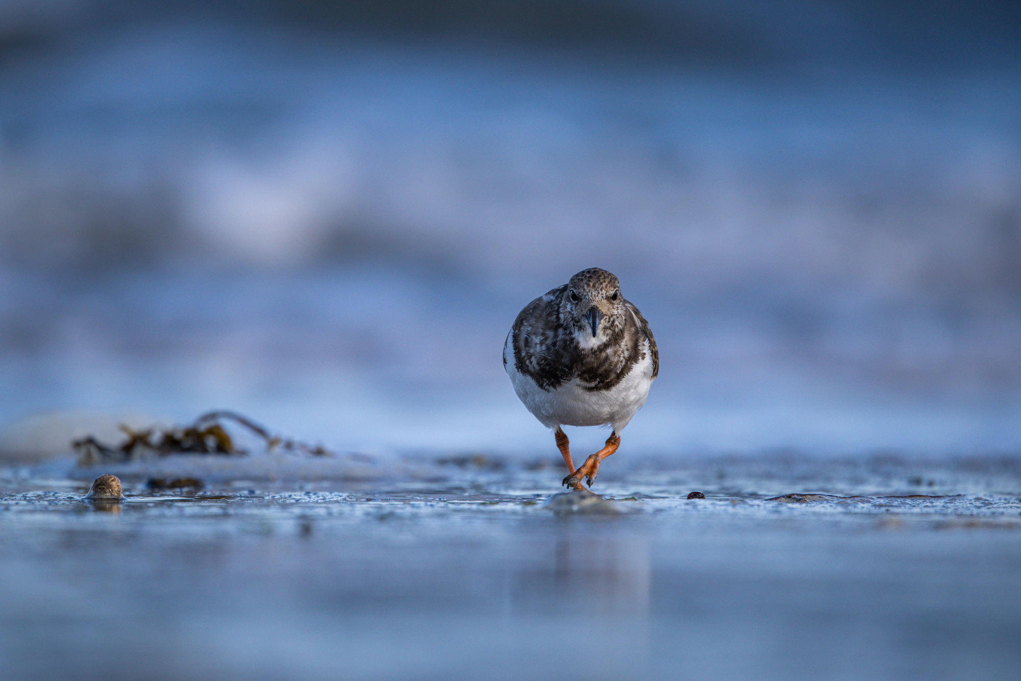 Steenloper op het strand gefotografeerd met de Canon RF 100-500mm