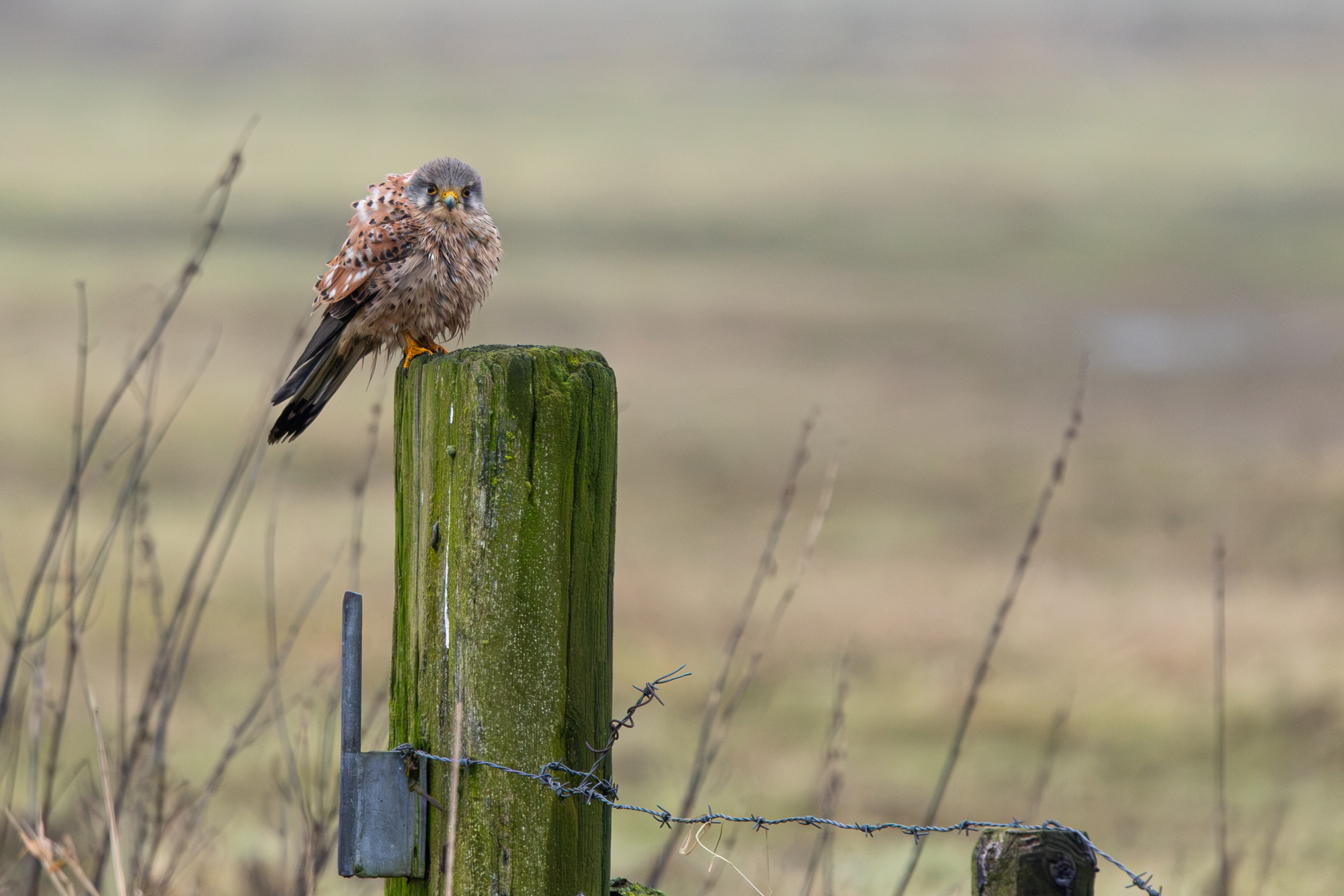 Torenvalk op een paaltje gefotografeerd met de Canon RF 100-500mm