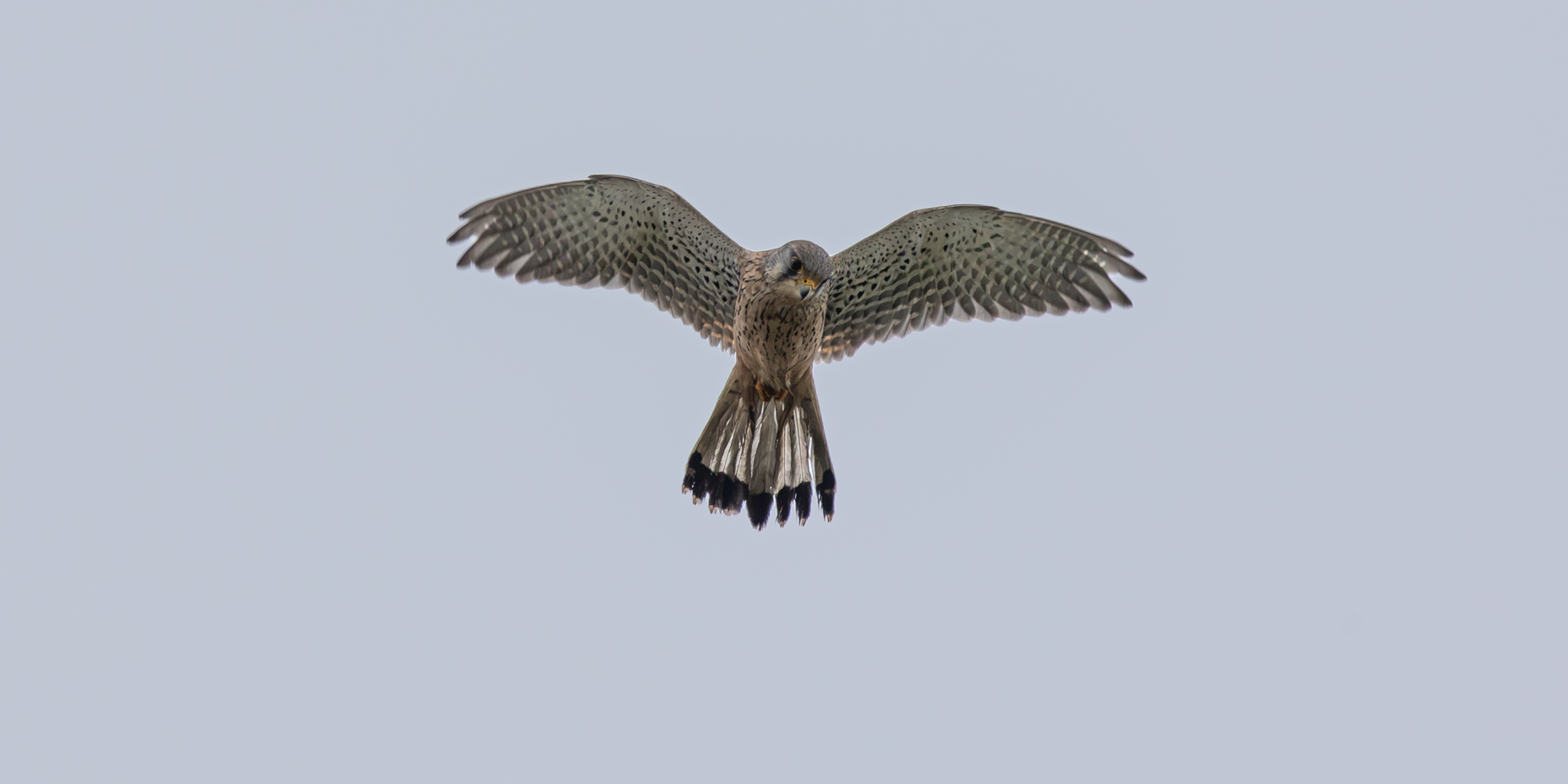 Biddende torenvalk gefotografeerd met de Canon RF 100-500mm