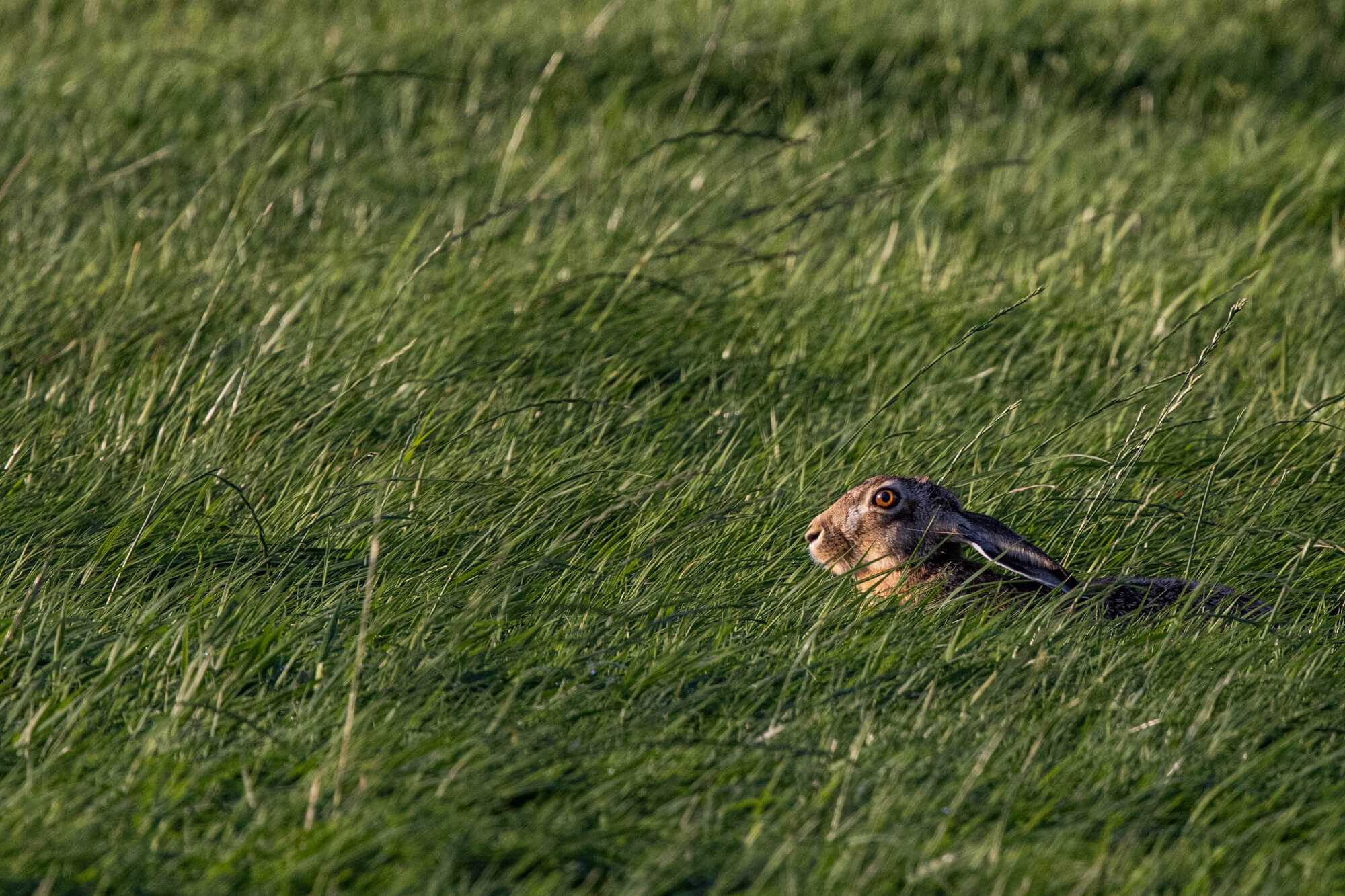 Haas in het hoge gras gefotografeerd met de Canon RF 100-500mm