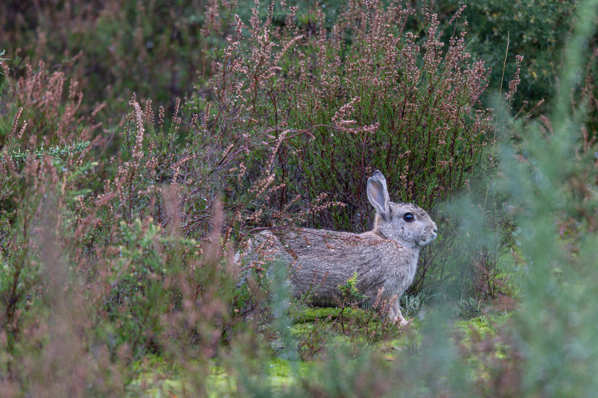 Konijn op de heide gefotografeerd met de Canon RF 100-500mm